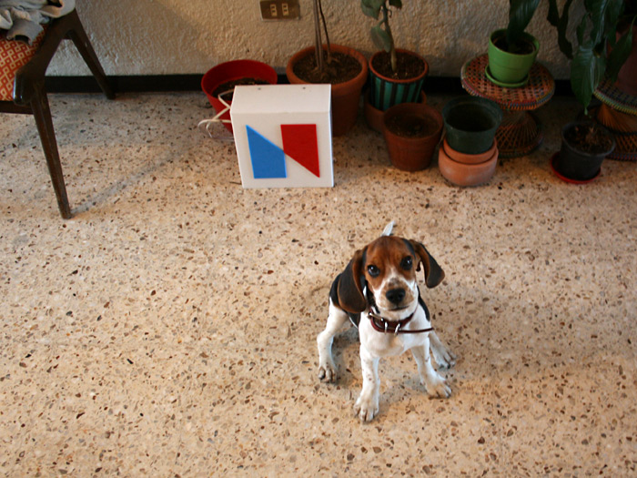Ramone Random - The Nrmal dog Ramone Random - The Nrmal dog